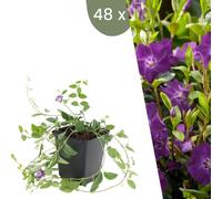Plants by Frank | 48 Plantes de pervenche pourpre | Vinca minor 'Atropurpurea' | Couvre-sol rustique | Vivaces rustiques | Plantes de jardin