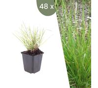 Plants by Frank | 48 Plantes de seslérie d'automne | Sesleria autumnalis | Graminées ornementales rustiques | Vivaces | Plantes d’extérieur | Jardin