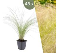 Plants by Frank | 48 Plantes d'herbe à plumes | Stipa tenuissima 'Ponytails' | Graminées rustiques | Vivaces rustiques | Plantes de jardin