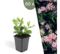 Plants by Frank | 60 Plantes d'aster | Aster ageratoides 'Asran' | Couvre-sol rustique | Vivaces rustiques | Plantes de jardin