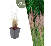 Plants by Frank | 60 Plantes de calamagrostide | Calamagrostis brachytricha | Graminées ornementales rustiques | Plantes vivaces | Plantes de jardin