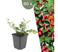 Plants by Frank | 60 Plantes de cotoneaster | Cotoneaster dammeri | Couvre-sol rustique | Vivaces rustiques | Plantes de jardin