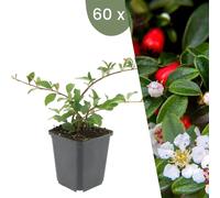 Plants by Frank | 60 Plantes de cotoneaster | Cotoneaster dammeri 'Major' | Couvre-sol rustique | Vivaces rustiques | Plantes de jardin