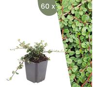 Plants by Frank | 60 Plantes de cotoneaster | Cotoneaster prostratus 'Queen of Carpet' | Couvre-sol rustique | Vivaces rustiques | Plantes de jardin