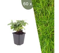 Plants by Frank | 60 Plantes de fétuque | Festuca gautieri | Graminées ornementales rustiques | Vivaces | Plantes de jardin