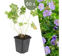 Plants by Frank | 60 Plantes de géranium | Geranium 'Rozanne' | Couvre-sol rustique | Vivaces rustiques | Plantes de jardin