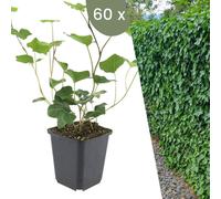 Plants by Frank | 60 Plantes de lierre d'Irlande | Hedera hibernica | Couvre-sol rustique | Vivaces rustiques | Plantes de jardin