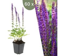 Plants by Frank | 60 Plantes de sauge | Salvia nemorosa 'Ostfriesland' | Couvre-sol rustique | Vivaces rustiques | Plantes de jardin