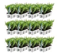 Plants by Frank | 72 Plantes de houx du Japon | Ilex crenata 'Jenny' | Haie persistante rustique | Arbustes persistants | Plantes de jardin
