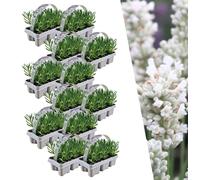 Plants by Frank | 72 Plantes de lavande vraie blanche | Lavandula angustifolia | Couvre-sol rustique | Vivaces rustiques | Plantes de jardin
