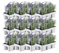 Plants by Frank | 72 Plantes de lavande vraie | Lavandula angustifolia | Couvre-sol rustique | Vivaces rustiques | Plantes de jardin