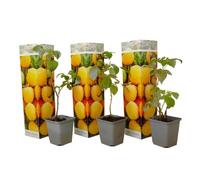 Plants de framboises - Set de 3 - Plante Jardin - Pot 9cm - Hauteur 25-40cm