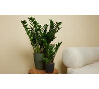 Bloomique - Lot de 2 - Zamioculcas Zamiifolia - Palmier d'intérieur - Zamioculcas - Plantes d'intérieur - Purifiant l'air - Très facile d'entretien - Hauteur 80-90 cm - Pot 21 cm