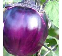 PlenTree Aubergine/Aubergine '' ~ 30 'Top qualité Violetta Di Firenze' Graines - Violet