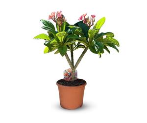 Plumeria rubra frangipanier - plante fleurie - ↕ 80-90 cm - ⌀ 26 cm - plante d'intérieur & extérieur - fleur rose