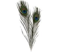Plumes de paon de bonne qualité. réf 51810