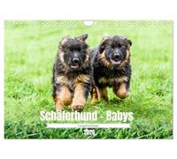 Poils longs - Berger allemand - Bébés, Version française (Calendrier mural 2026 DIN A4 portrait), Calendrier CALVENDO mensuel