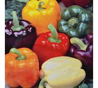 Poivron - Mélange de 5 couleurs - 1 sac de graine