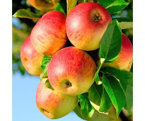 Pommier 'Appelboom' Jonagold - Arbre fruitier facile d'entretien