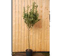 Pommier golden delicious' taille du pot - en pot de 15 litres