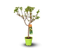 Pommier nain – malus domestica – arbre fruitier – variété compacte – 80-90 cm – ⌀ 20 cm