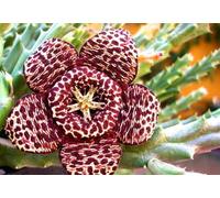 Portal Cool 10 Orbea Variegata Seeds Semi Semi Korn a Stapelia Huernia Caralluma