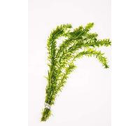 Portal Cool 15 Fili: 5-100 Fili/ossigenante Stagno d'Acqua Piante - Elodea densa