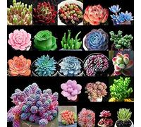 Portal Cool 20#: 100pcs / pack Succulente Semi pietre vive per piante grasse Casa Giardino delle piante Uk