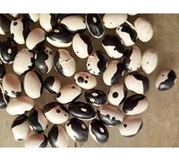 Portal Cool 20 graines Calypso Bush Bean Certifiã© Biologique Aka Orka Haricots Yin Yang Caraã¯Bes