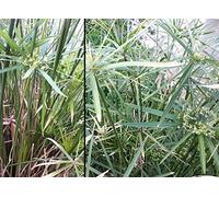 Portal Cool 200 semi di semi Falso Papiro Cyperus Alternifolius Umbrella Papyrus