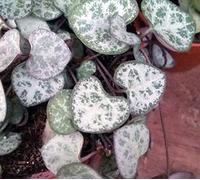 Portal Cool 3 X 12 & # 034; Boutures: [bouture] String Of Hearts - Ceropegia Woodii - Hanging Succulent - Malte