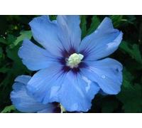 Portal Cool 30 Semi Di Hibiscus Syriacus"Blue Sky"