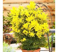 Portal Cool 30 Semi Giallo Mimosa Fiore Giardino della casa Decorazione della pianta dei Pot Vendita Rare