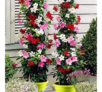 Portal Cool 4: Piante Semi 100Pcs Mandevilla sanderi Dipladenia di fiori in vaso