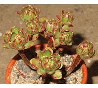 Portal Cool Aeonium arnoldii Piccolo Typ 1X Pianta grassa Taglio Clone 2Cm Propagazione Xpc