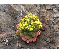 Portal Cool Aeonium glandulosum - A Rare Giallo Fiorito Aeonium a 25cm !. piante di qualitÃ