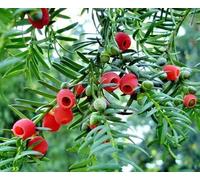Portal Cool Albero sempreverde Decor pianta perenne Cinese Family Taxaceae Taxus Sumatra 20