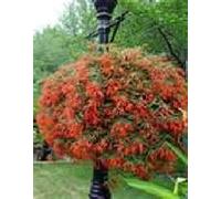 Portal Cool > Begonia boliviensis - Bonfire - Bright Red/Arancio Fiori - 20 + Semi