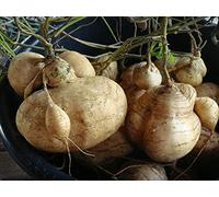 Portal Cool Best Yam Bean 25 semi, Jicama, patate messicane, rapa messicana, piantare semi