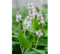 Portal Cool Bianco Pickerel Impianto Pontederia Cordata Alba Stagno della pianta marginale Rare