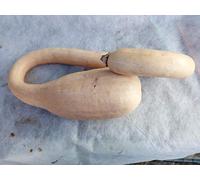 Portal Cool Bio Courge Trombetta D « Albenga De Squash Seeds Organic