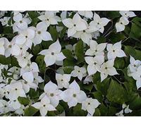 Portal Cool Cornus Kousa Chinensis In 7cm Pot Potenziale Soggetto