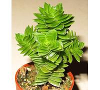 Portal Cool Crassula CV Estagnol 1X Pianta grassa Taglio Clone 2-3cm Propagazione Xpc