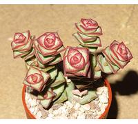 Portal Cool Crassula Marnieriana 1X Pianta grassa Taglio Clone 4Cm Propagazione Xpc