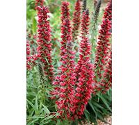 Portal Cool Echium amoenum"piume rosse" 20 semi