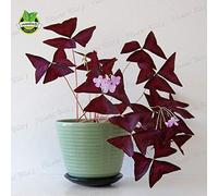 Portal Cool Fiore Oxalis Purple Shamrock Clover, Red Oxalis Wood Sorrel 100% fiore reale