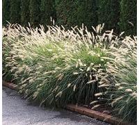 Portal Cool Fontana Erba Semi Pennisetum alopecuroides Seed Erba ornamentale 60 semi Confezione