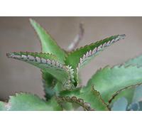 Portal Cool Kalanchoe daigremontiana - Mère de milliers Devil Backbone / 14cm - Malte