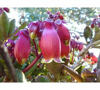Portal Cool Kalanchoe Wendy seme piccolo arbusto clima caldo No Frost K. Manginii