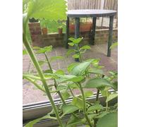Portal Cool Karpooravalli/Omavalli/Ajwain Foglie/Indian Origano